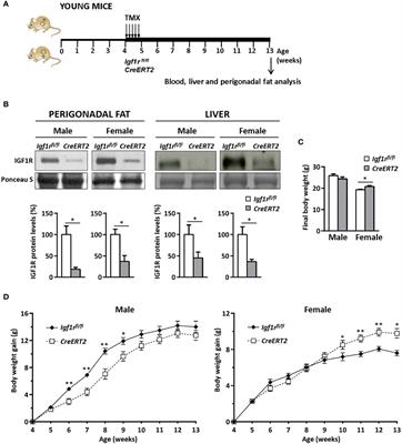 IGF1R is a mediator of sex-specific metabolism in mice: Effects of age and high-fat diet